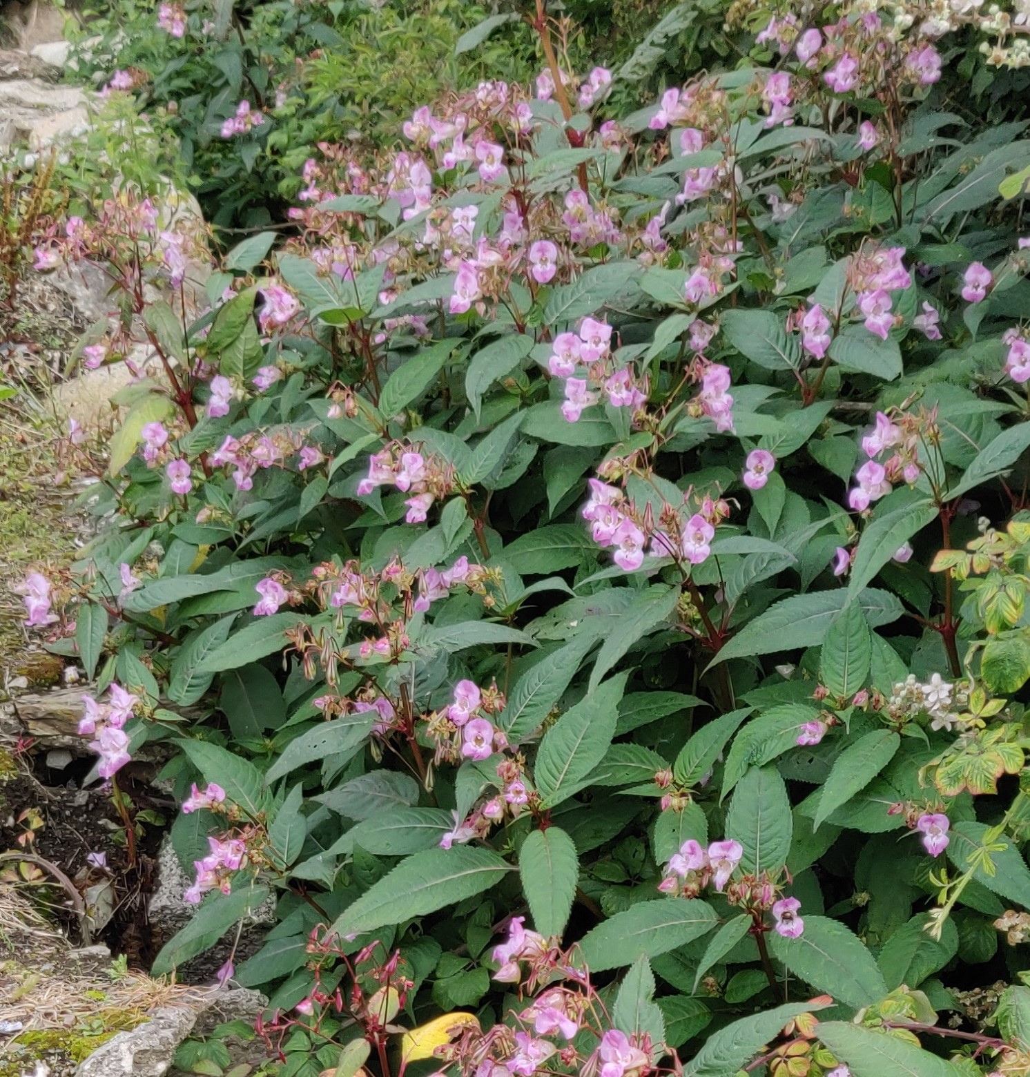 Himalayan Balsam 2020 Competition With Native Species Invasive 