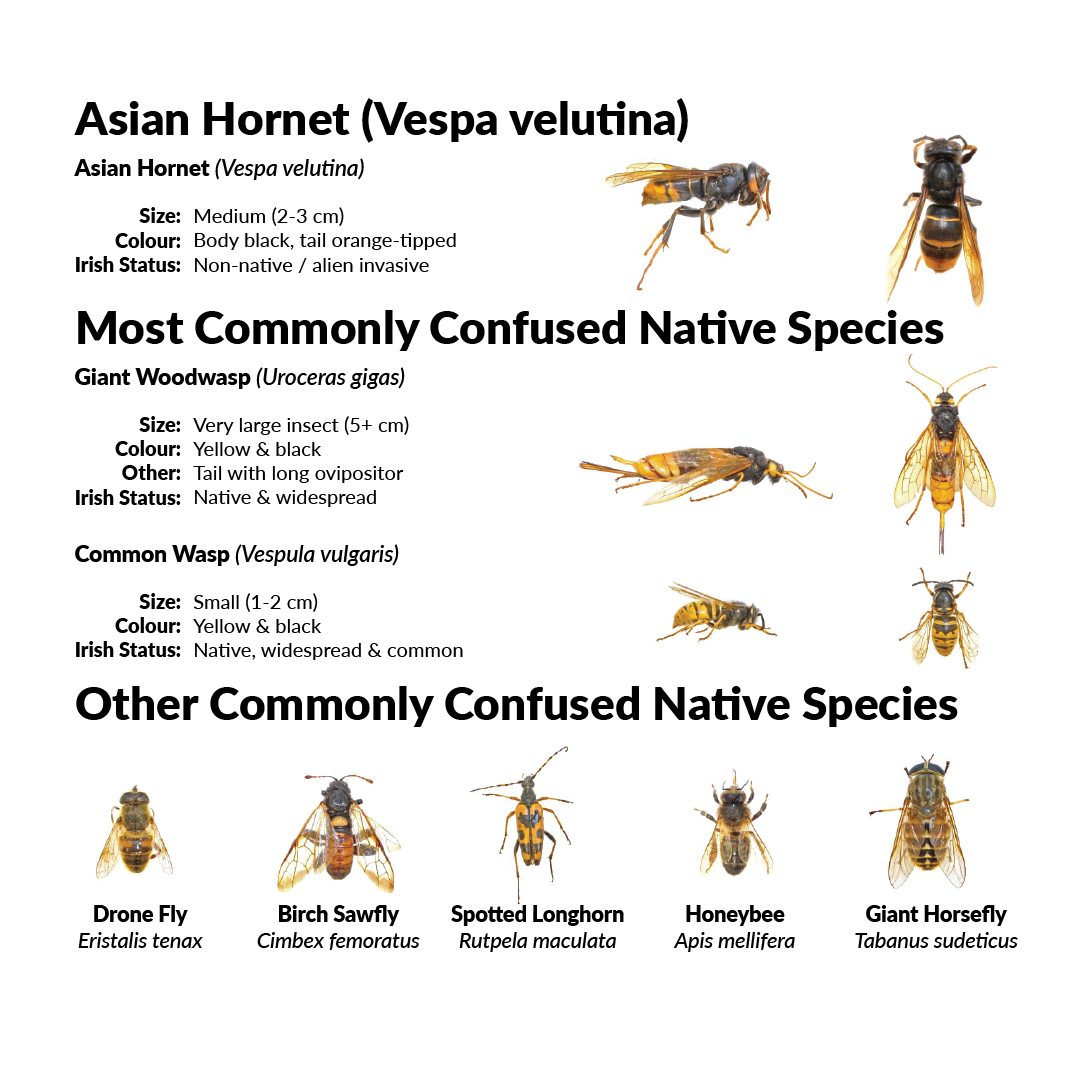 Invasive Species Northern Ireland Invasive Species Northern Ireland